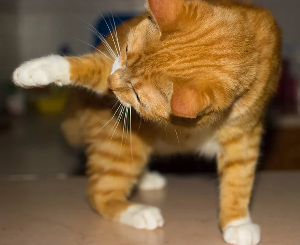 Дружелюбный домашний рыжий кот — стоковое фото