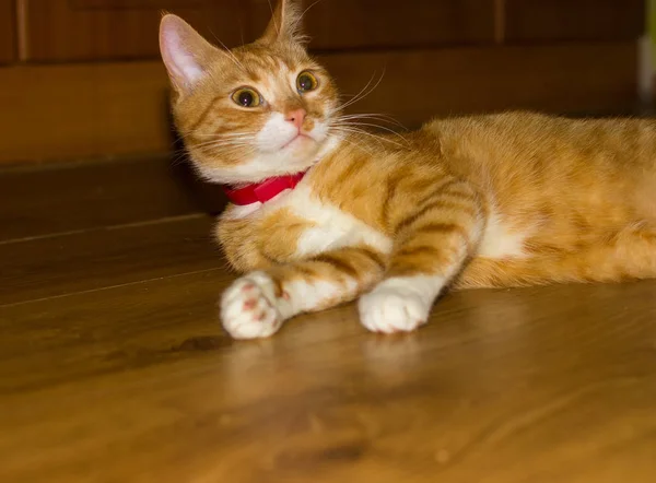 一只漂亮的友好国内红猫 — 图库照片