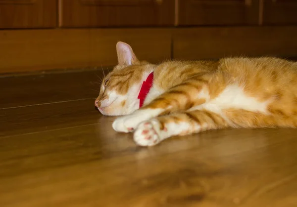 Gato vermelho doméstico bonito em um soalho — Fotografia de Stock