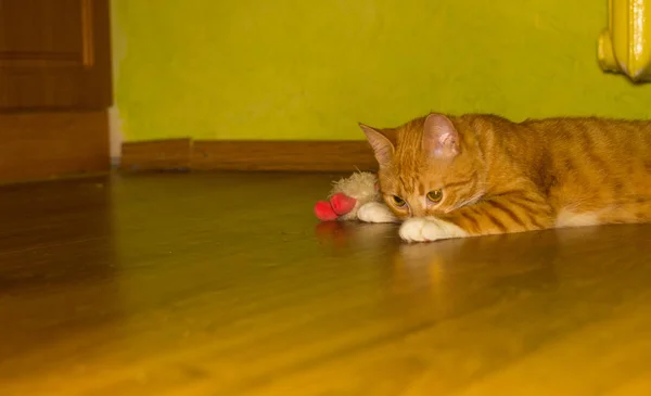 Gatto rosso interno carino su un piano — Foto Stock