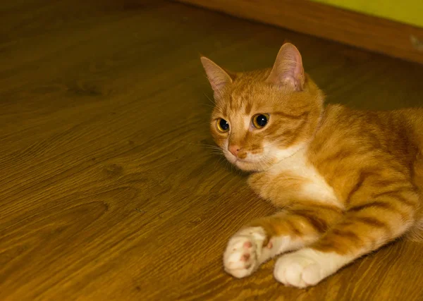 Gato vermelho doméstico bonito em um soalho — Fotografia de Stock