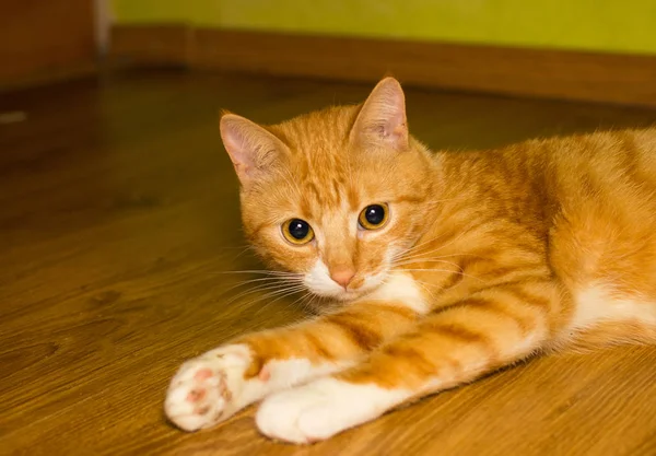 Χαριτωμένο εγχώρια κόκκινο γάτα σε ένα πάτωμα — Φωτογραφία Αρχείου