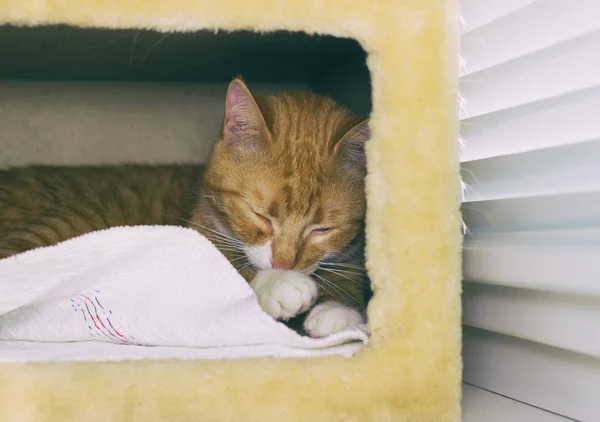 Carino gatto rosso domestico in una casa — Foto Stock