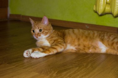 Bir katta şirin aile içi kırmızı kedi