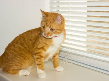 Şirin aile içi kırmızı kedi bir eşiğinde