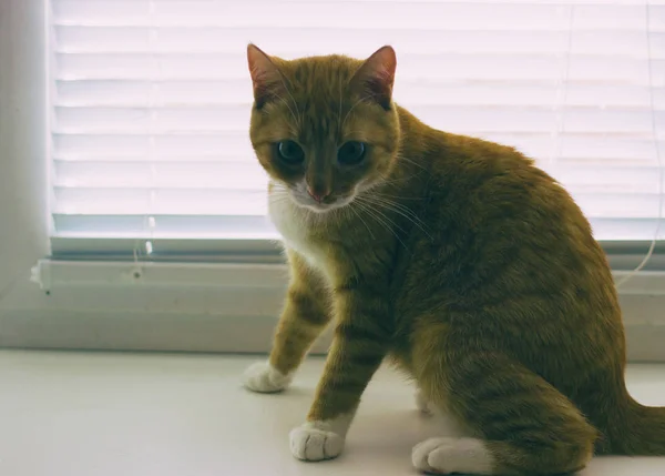Красива дружня домашня червона кішка — стокове фото