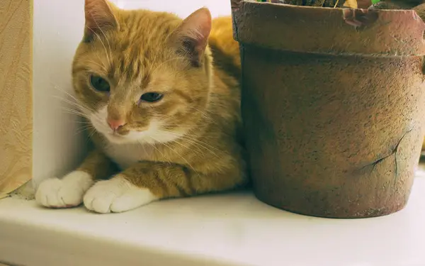 Όμορφη φιλική εγχώρια κόκκινο γάτα — Φωτογραφία Αρχείου