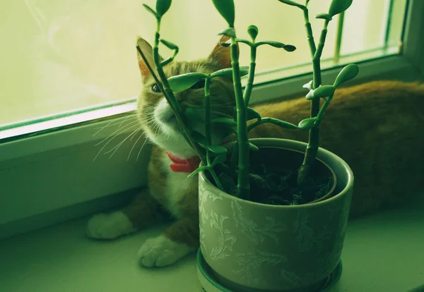 Lindo gato rojo doméstico cerca de la planta —  Fotos de Stock