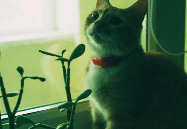 Gato vermelho doméstico bonito perto da planta — Fotografia de Stock