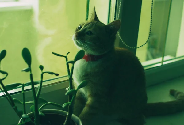 Bitki yakınındaki şirin aile içi kırmızı kedi — Stok fotoğraf