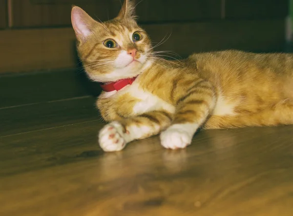 Gato vermelho doméstico bonito em um soalho — Fotografia de Stock