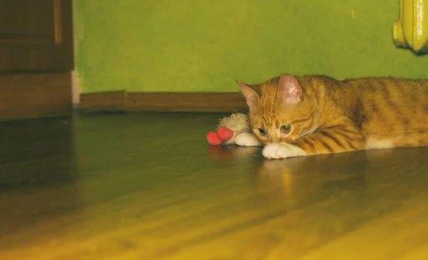 Roztomilý kočka domácí červené na podlaze — Stock fotografie