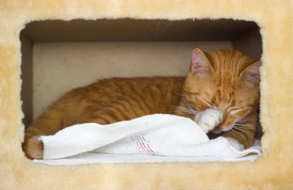 Bir evde şirin aile içi kırmızı kedi — Stok fotoğraf