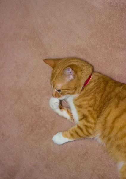 Gato vermelho doméstico amigável bonito — Fotografia de Stock