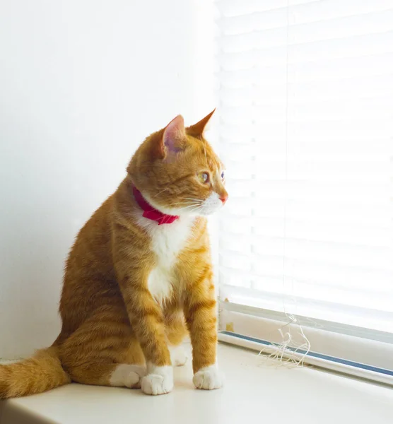 Милий домашній червоний кіт на підвіконні — стокове фото