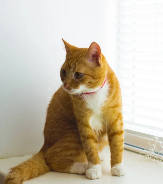 Schattig binnenlandse rode kat op een vensterbank — Stockfoto