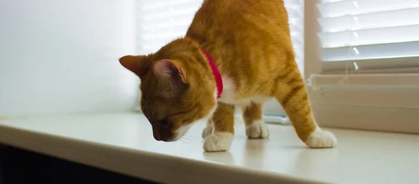 Ładny domowych czerwony kot na parapet — Zdjęcie stockowe