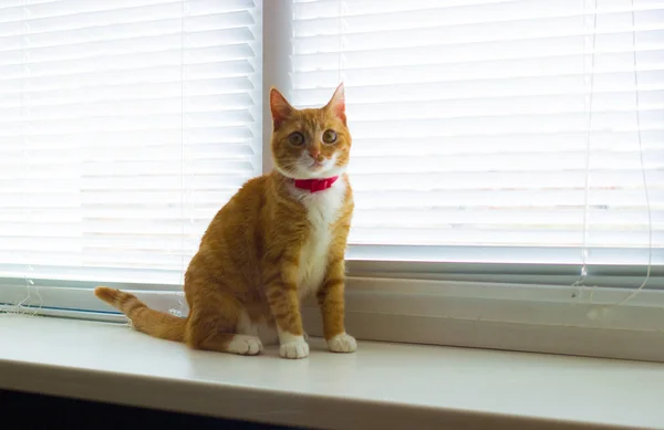 Симпатичная домашняя рыжая кошка на сиденьях — стоковое фото