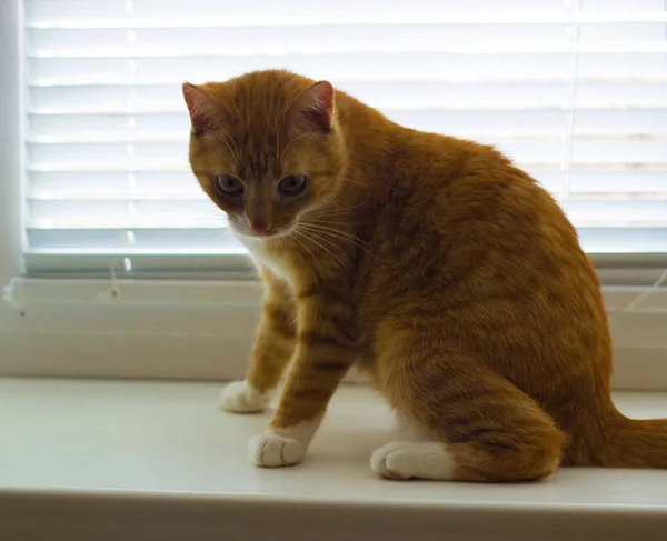 Roztomilý kočka domácí červené na parapet — Stock fotografie