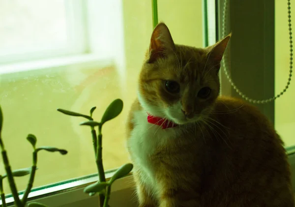 Schattig binnenlandse rode kat in de buurt van de plant — Stockfoto