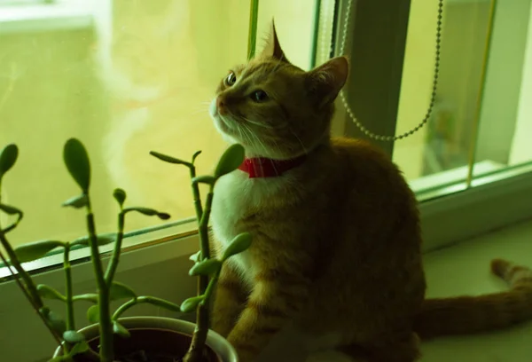 Мила домашня червона кішка біля рослини — стокове фото