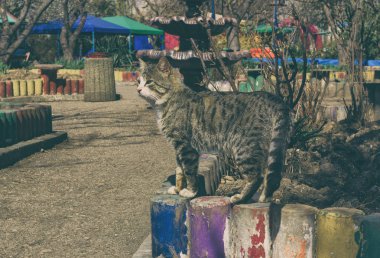 Evsiz kedi bir yere uzandı ve uyku