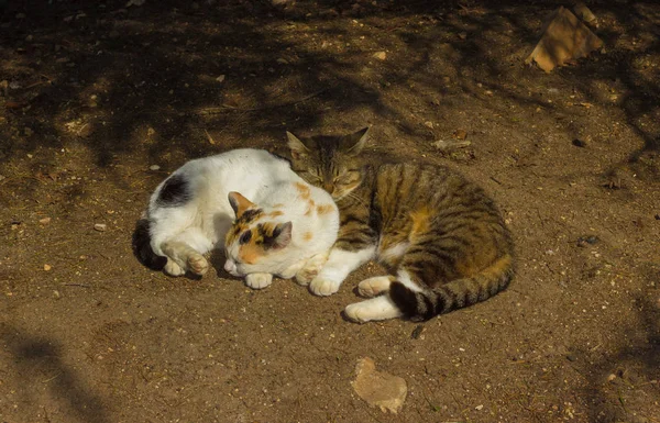 แมวไร้บ้านนอนบนพื้นและนอนหลับ — ภาพถ่ายสต็อก