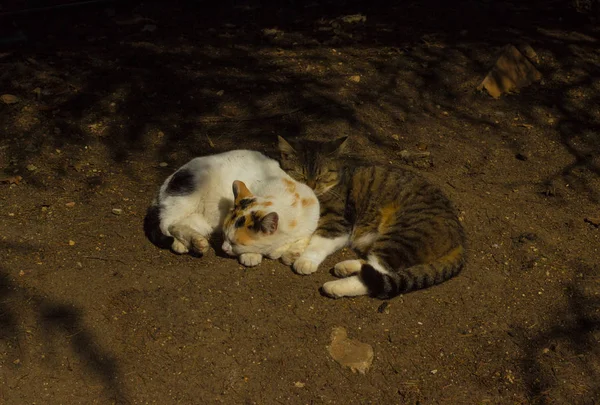 Gato sin hogar yacía en el suelo y dormía —  Fotos de Stock