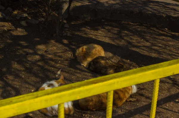 Gato sin hogar yacía en el suelo y dormía —  Fotos de Stock