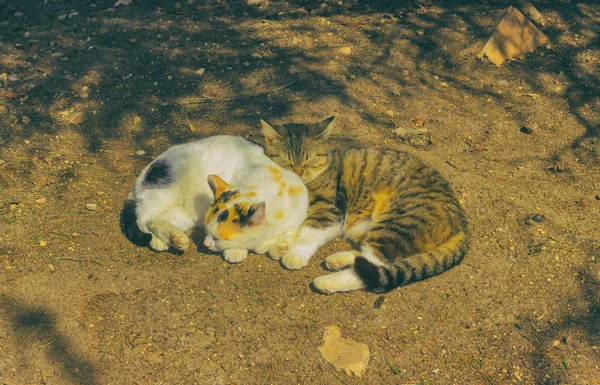 Chat sans abri couché sur le sol et dormir — Photo