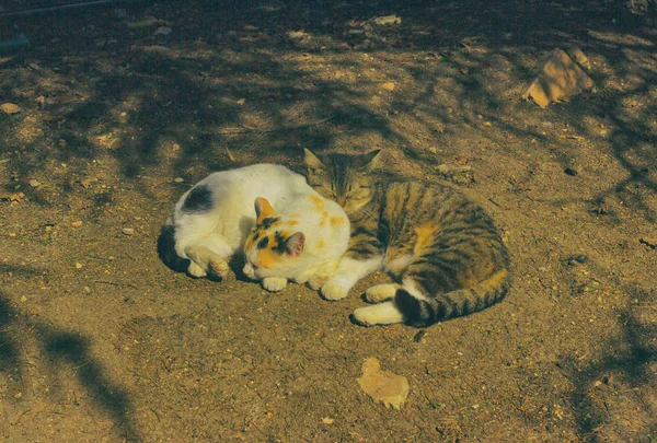 Бездомная кошка лежала на земле и спала — стоковое фото