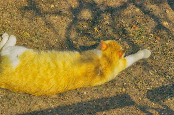 Kočka bez domova ležela na zemi a usnula — Stock fotografie