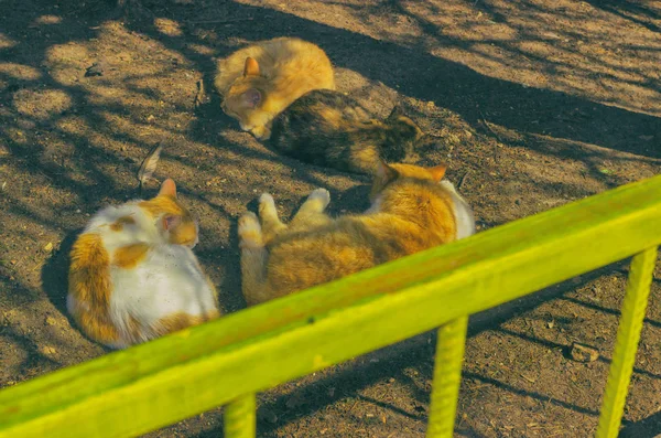 Il gatto senzatetto rimane su un terreno e dorme — Foto Stock