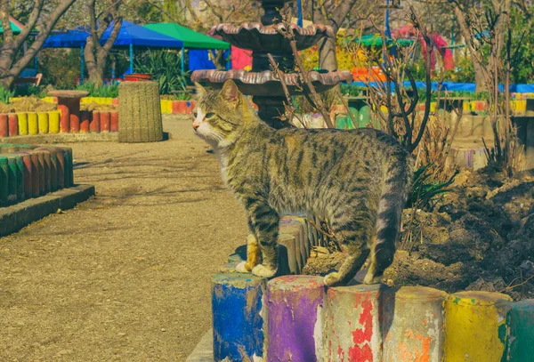 Homeless cat lay on a ground and sleep — Stock Photo, Image