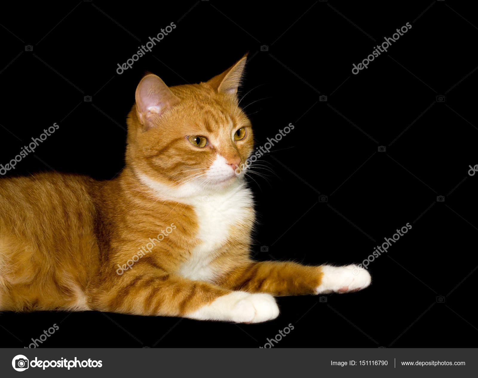 Sfondo Carino Gatto Rosso Nero Foto Stock Greenmf 151116790
