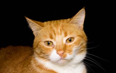 Sevimli kırmızı kedi, siyah arka plan