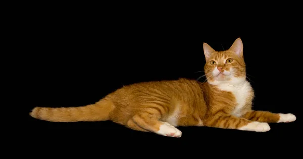 Sevimli kırmızı kedi, siyah arka plan