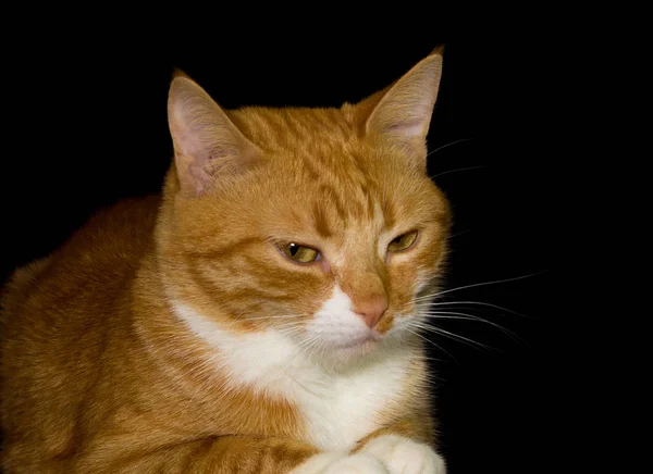 Roztomilý kočka červená, černá pozadí — Stock fotografie