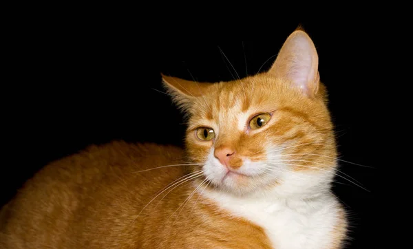 Roztomilý kočka červená, černá pozadí — Stock fotografie