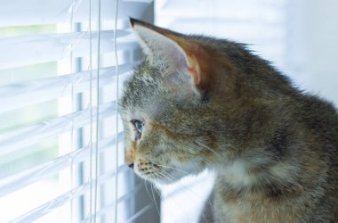 Güzel dost aile içi sevimli kedi