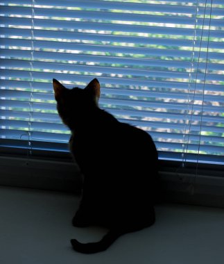 Güzel dost aile içi sevimli kedi