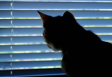 Güzel dost aile içi sevimli kedi