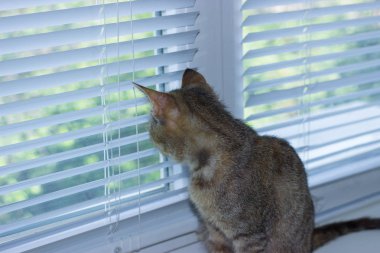 Güzel dost aile içi sevimli kedi