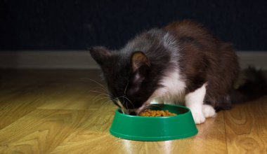 Yerli şirin kedi yemek yiyor