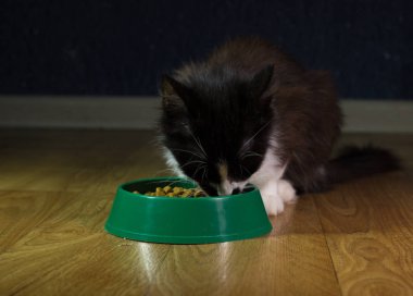 Yerli şirin kedi yemek yiyor