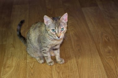 Güzel dost aile içi sevimli kedi