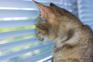 Güzel dost aile içi sevimli kedi
