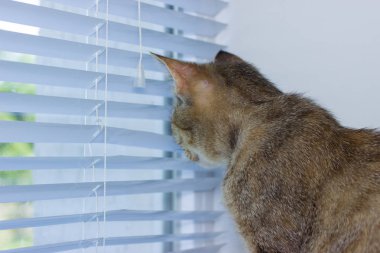 Güzel dost aile içi sevimli kedi