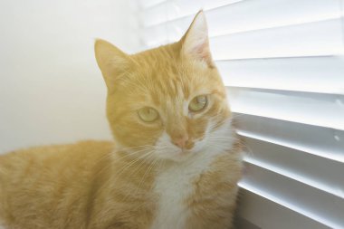 Güzel dost aile içi sevimli kedi