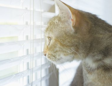 Güzel dost aile içi sevimli kedi